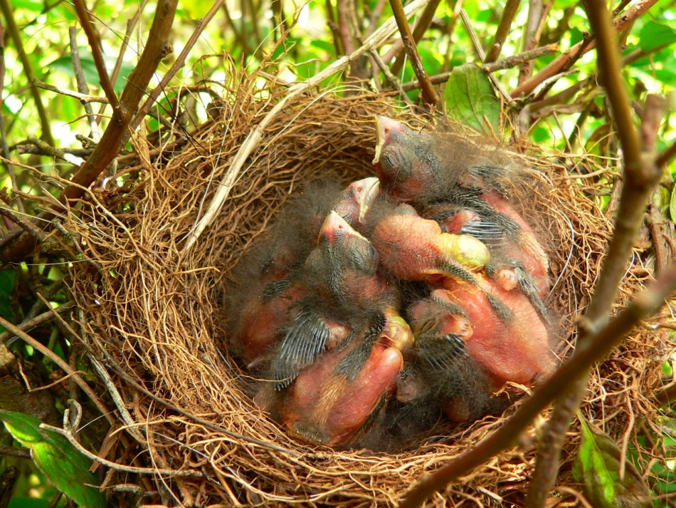 camachuelos dormidos en el  nido